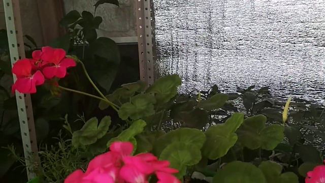 #рассада #перерастает#цветы #цветут смотреть онлайн