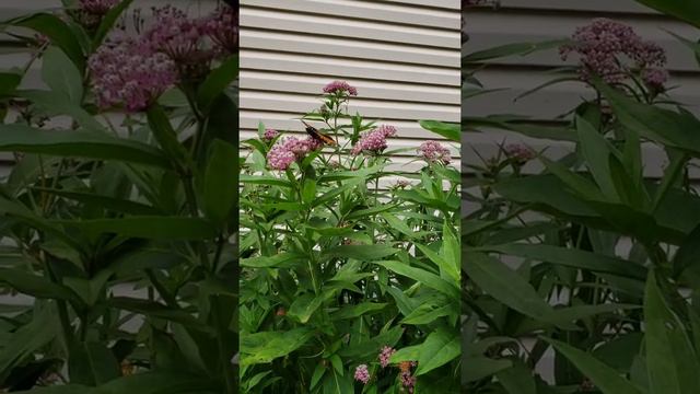 VID#13 A Monarch butterfly sipping on Swamp Milkweed nectar смотреть онлайн