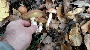 Маслёнок настоящий и рядом для сравнения маслёнок зернистый.