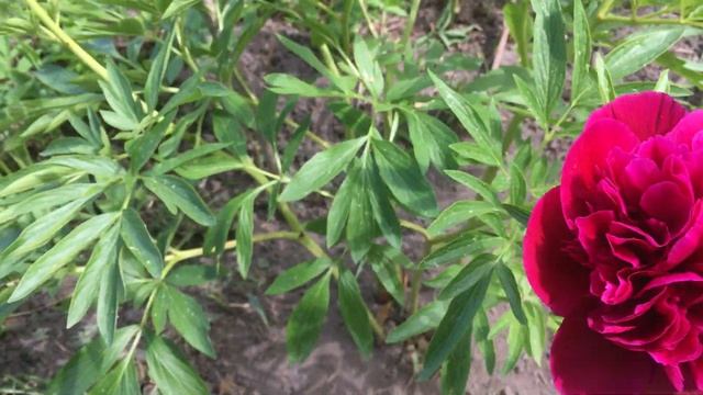 Пион Rubra Plena (2022) смотреть онлайн