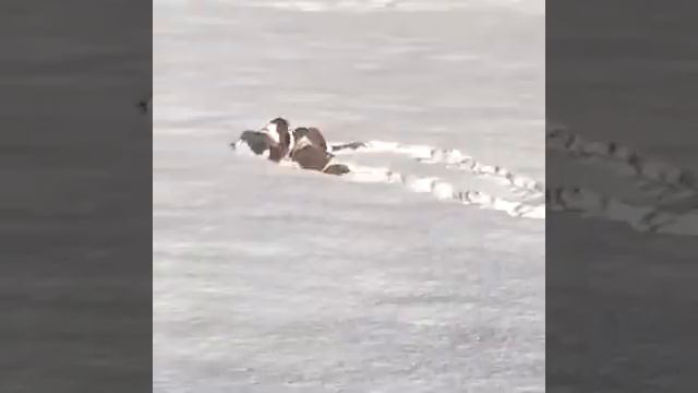 Когда собаки радуются снегу 😛😊😘. Ставьте лайк, кому нравятся  эти милашки