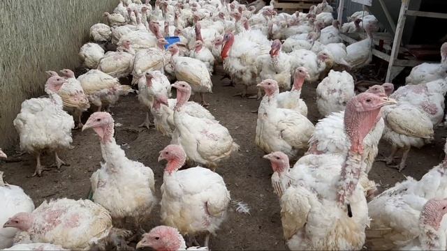 ФЕРМА ИНДУК.ПЕШ АЗ КУШТАН смотреть онлайн