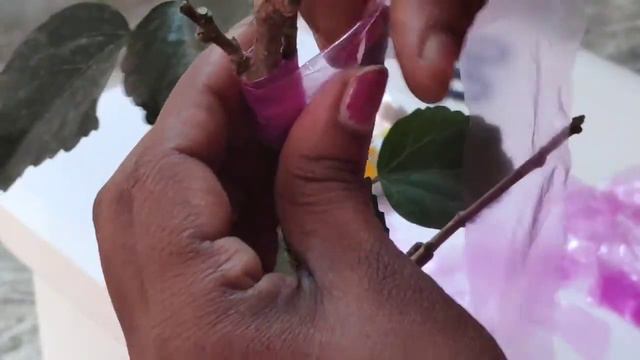 Grafting of Hibiscus || Pretty Garden смотреть онлайн