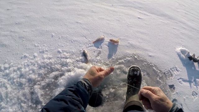 Красноярское водохранилище. Окунь ЕСТЬ. смотреть онлайн