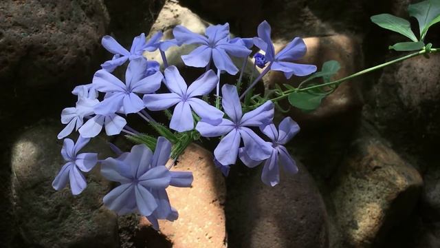 Flowers blooming and opening buds - Цветочки цветущие и распускающиеся. (4K) 2019 смотреть онлайн