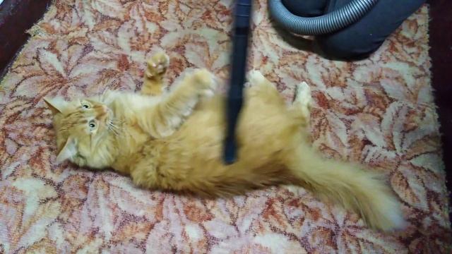 Кот и пылесос. Кот не боится пылесоса!!! Он хочет его съесть. смотреть онлайн
