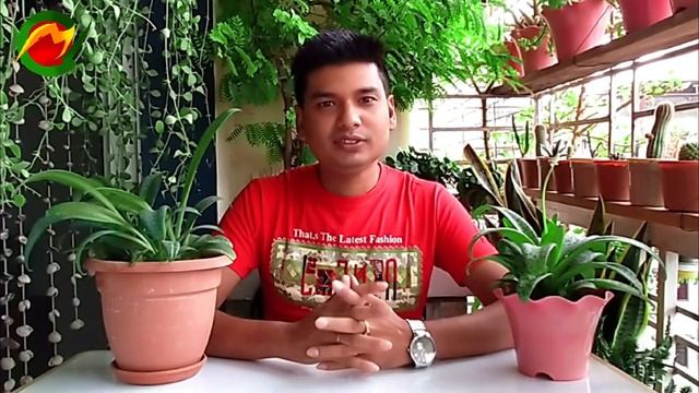 Ledebouria Socialis Plant Care | Indoor Plant