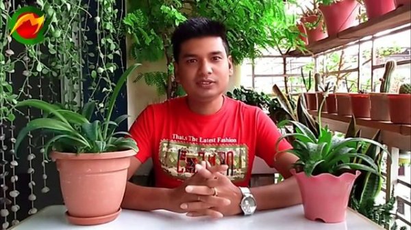 Ledebouria Socialis plant care | Indoor Plant