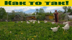 Мечта всех индюков! "Антикризисный огород" - 2022!  Жизнь в деревне!