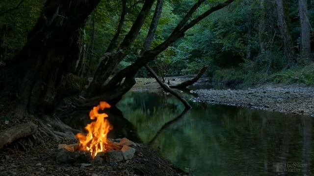 Почему фикус Бенджамина желтеет и сбрасывает листья? смотреть онлайн