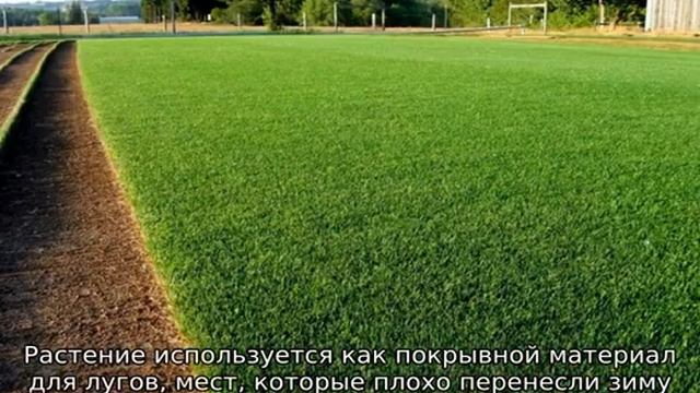 Райграс пастбищный: описание растения смотреть онлайн