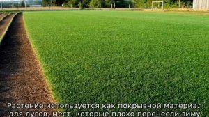 Райграс пастбищный: описание растения