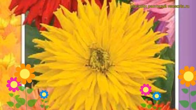 Цинния георгиноцветковая Смесь окрасок. Краткий обзор, описание zinnia elegans Smes' okrasok смотреть онлайн