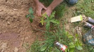 Вырастил грецкий орех и каштан из семян. Как вырастить грецкий орех