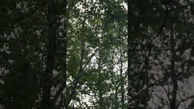 Вот как направить камеру на птицу, если собака тянет во все стороны? :) смотреть онлайн