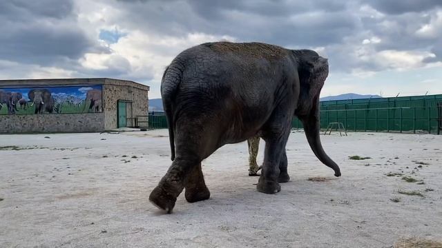 Слониха Джени ВЫШЛА НА ПРОГУЛКУ! смотреть онлайн