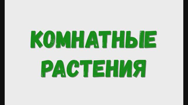 Домашние комнатные растения. Растения дома. смотреть онлайн