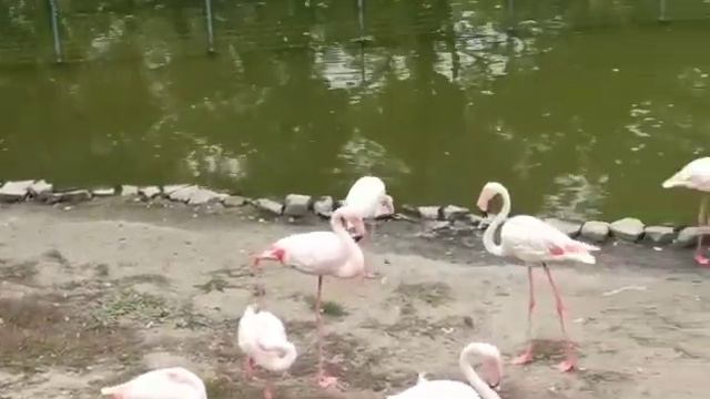 Эвита в зоопарке Ростова-на-Дону) смотреть онлайн