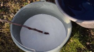 Как приготовить бордосскую жидкость