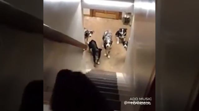 Имена собак смотреть онлайн