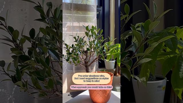 Styling Ficus Bonsai (Watch Me) Needing Help! #bonsai #plants смотреть онлайн