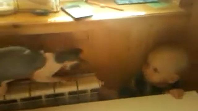 КАРАПУЗА кусает кошка.3gp смотреть онлайн