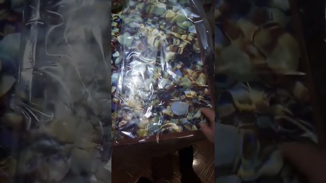 Вешенки на картоне из своего мицелия на картоне. смотреть онлайн