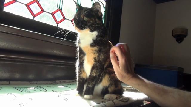 It's Kits Cats Time Again! смотреть онлайн