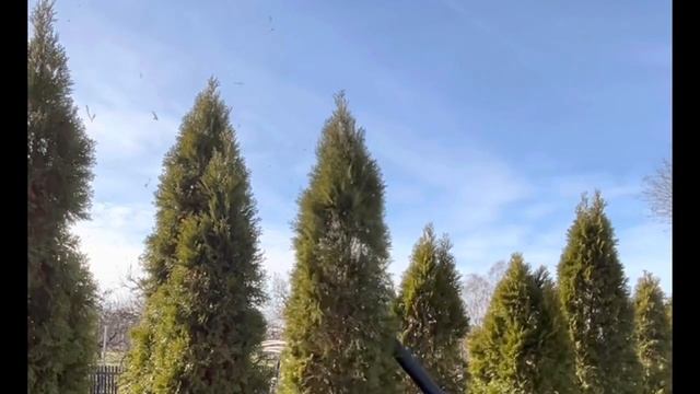 Smaragd tuja tisztítása, ápolása смотреть онлайн