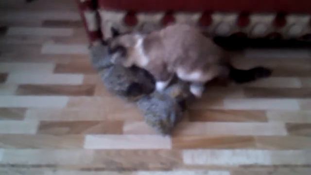 Кот трахает одеяло смотреть онлайн