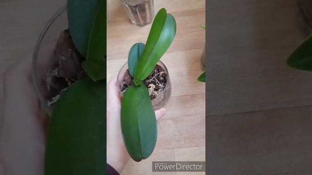 Результат посадки орхидей в закрытую систему. смотреть онлайн