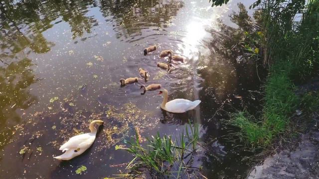 432Hz Tchaïkovsky Swan Lake Op.20 - Act I Intro смотреть онлайн