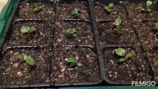 Цинерария от посева до "цветения" / от А до Я / Выращивание из семян смотреть онлайн