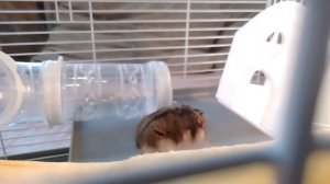 Внутреннее строение хомяков