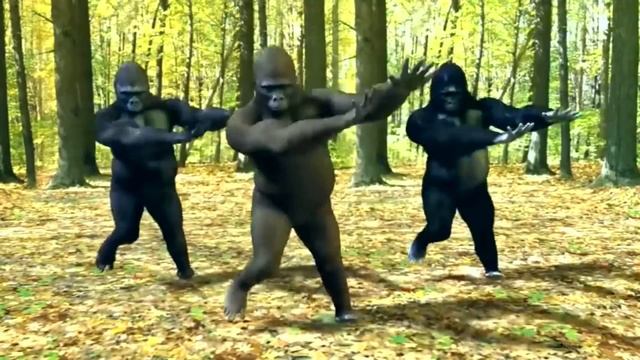 Bara Bere MUSIC. Dancing gorillas смотреть онлайн