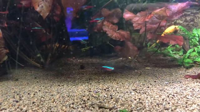 Океанариум в Киеве. Леша пошел смотреть на рыбок