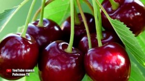 САМЫЕ УРОЖАЙНЫЕ И НЕПРИХОТЛИВЫЕ ПЛОДОВЫЕ ДЕРЕВЬЯ КОТОРЫЕ НИКОГДА НЕ ПОДВЕДУТ