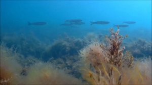 Подводная охота в Чёрном море, Анапа -  апрель 2018
