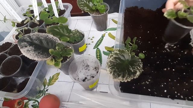 Отделение детки от материнского листа фиалки.