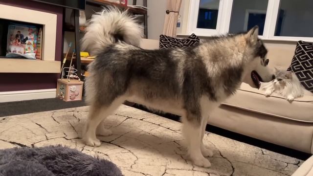 This Is Why You Should Never Ignore A Giant Husky!! (So Cute!!) смотреть онлайн