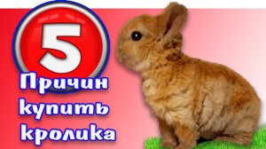 Купить декоративного кролика: 5 причин