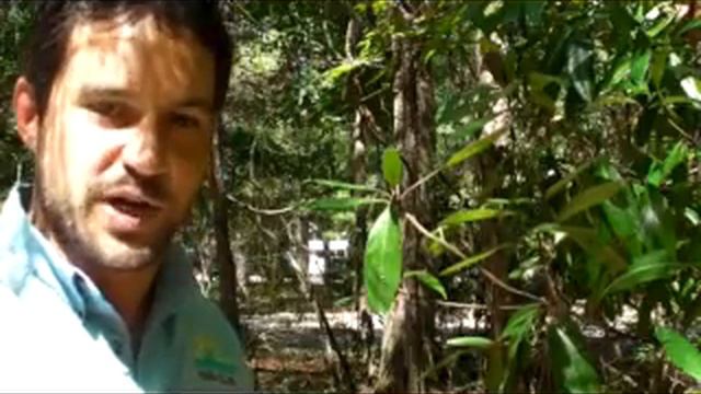 ECO Minute 1 - Palamedes смотреть онлайн