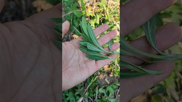 DIFFERENZE TRA LE SILENE PIÙ DIFFUSE - Silene Vulgaris Vs Silene Latifolia O Silene Alba