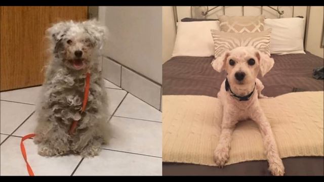 Собаки до и после того, как их забрали из приюта ( dogs before and after ) смотреть онлайн