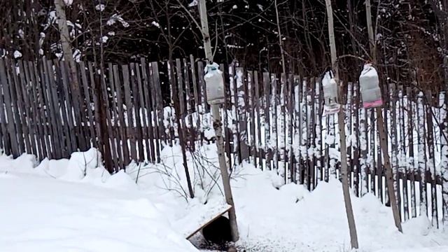 2021 г.Зима.Дача.Мои пушистые гости. смотреть онлайн