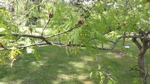 Quercus robur 'Pectinata' dub letní křemelák смотреть онлайн