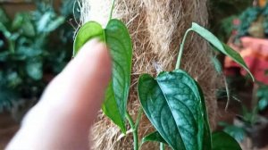 Бюджетная опора своими руками для монстеры Сильтепекана.