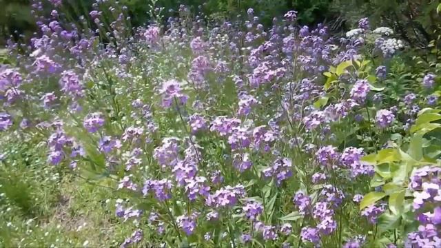 Эти Волшебные Цветы Цветут Только По Ночам смотреть онлайн