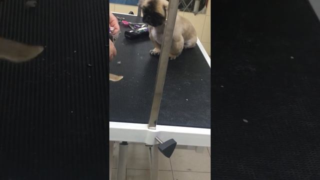Коготки у чихуахуа смотреть онлайн