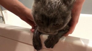 Почему коты не любят мыться и боятся воды?